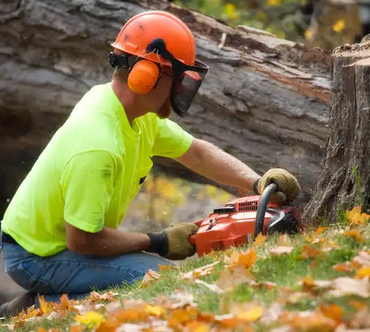 tree services Benton Harbor